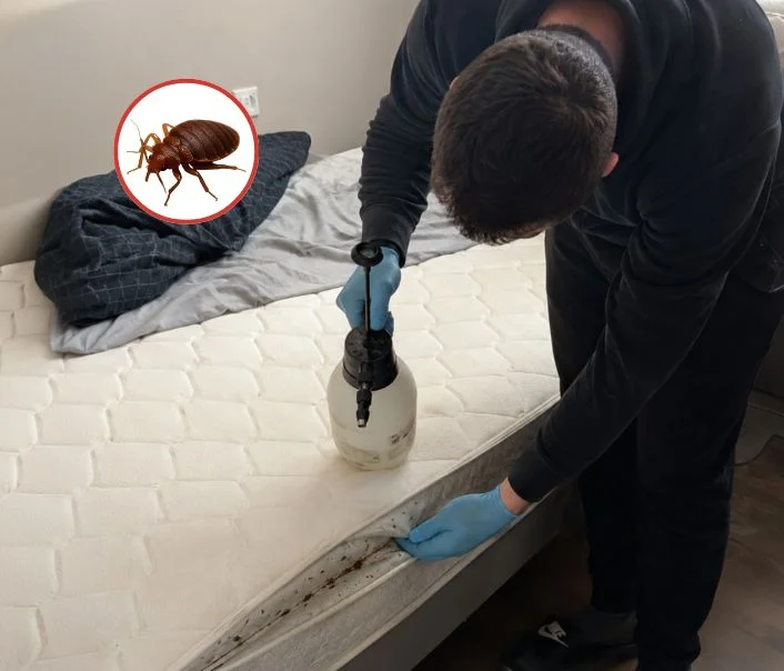 Technicien traitant un matelas contre les punaises de lit à Changis-sur-Marne